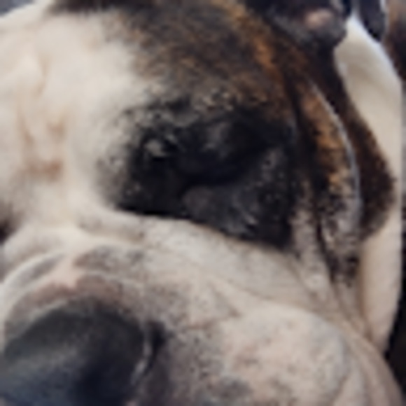 Meet your Posher, Ella - Picture 1 of 1